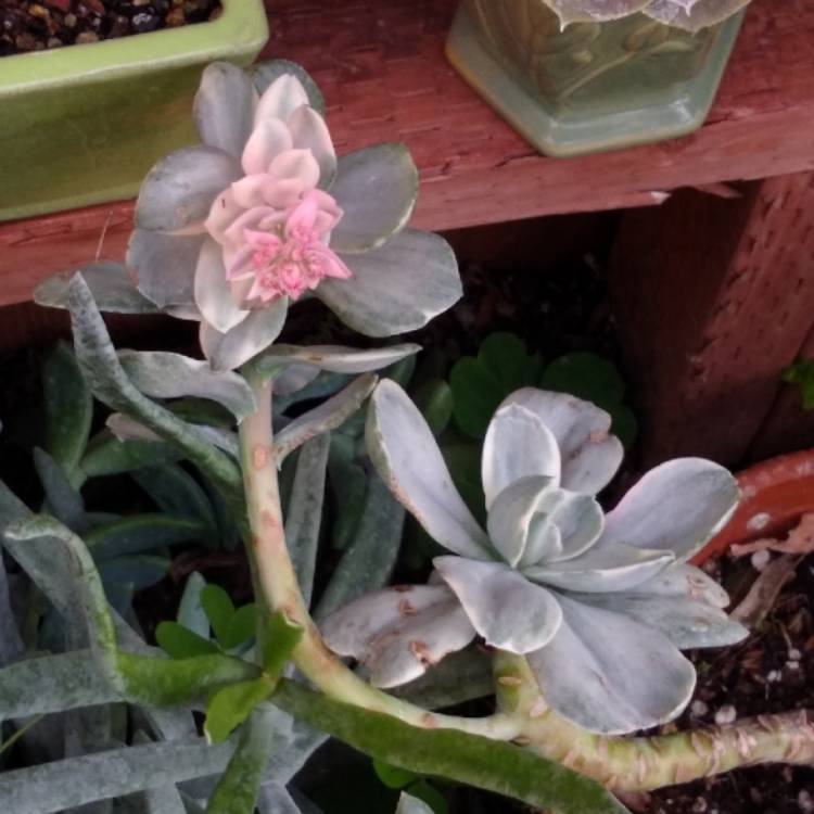 plant image 909846