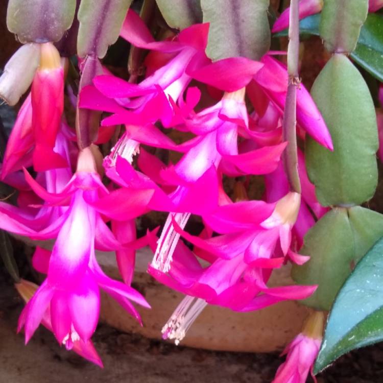 plant image 914832