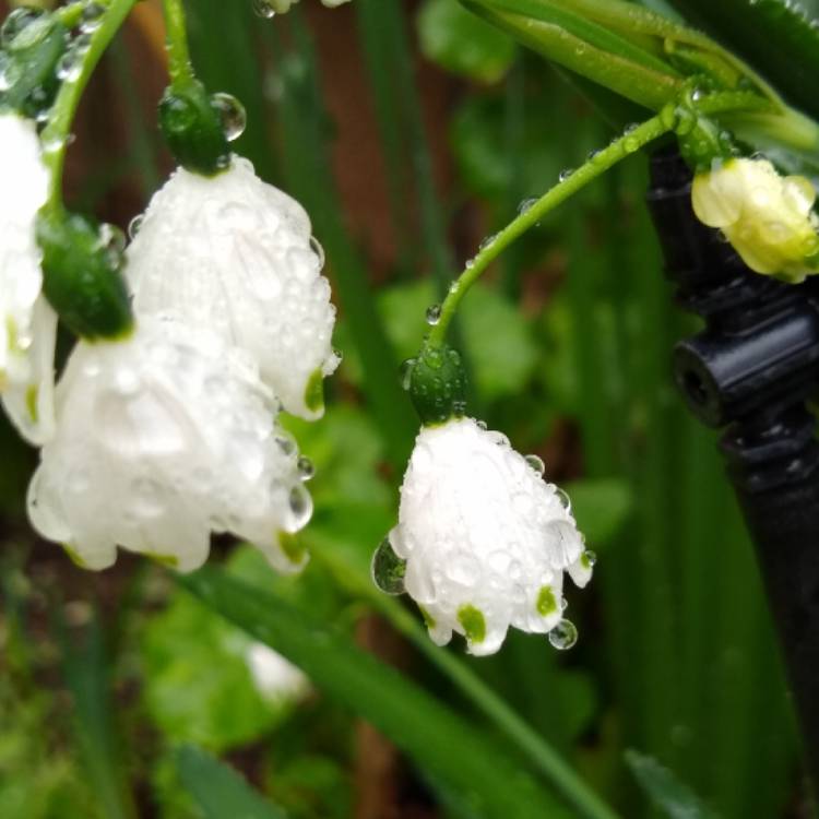 Plant image Leucojum vernum