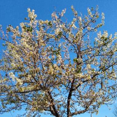 Pyrus calleryana