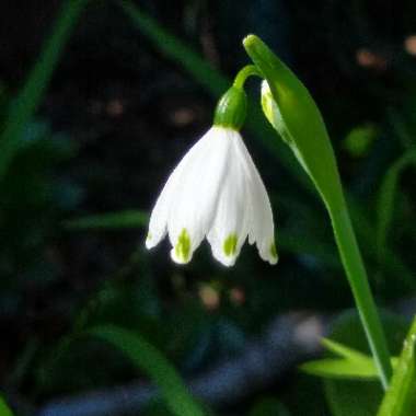 Leucojum vernum