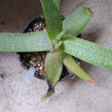 Aloe Buhrii