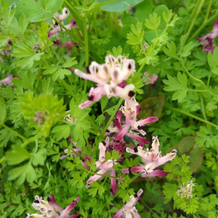 plant image 951133 plant image 951133