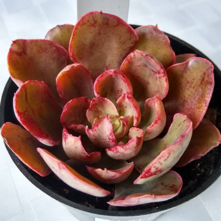 Plant image Echeveria Painted Frills