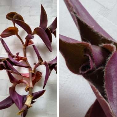 Tradescantia pallida