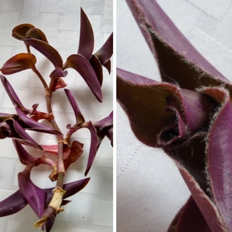 Plant image Tradescantia pallida