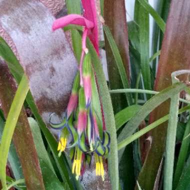 Billbergia nutans