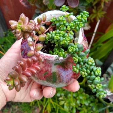 Sedum Stahlii