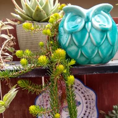 Sedum Rupestre Angelina