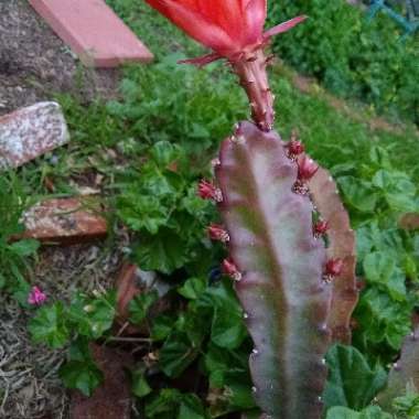 Epiphyllum hy.red