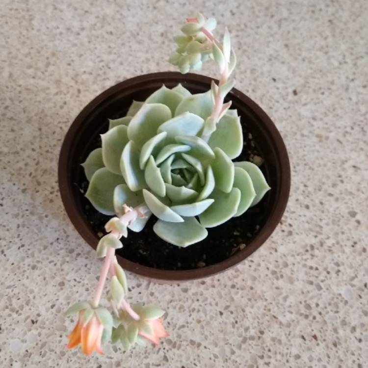 plant image 981533