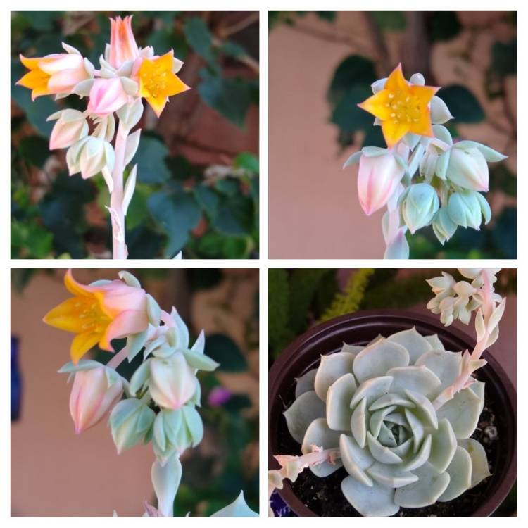 Plant image Echeveria Lola