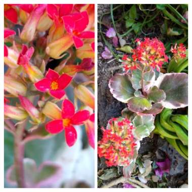 Kalanchoe Blossfeldiana