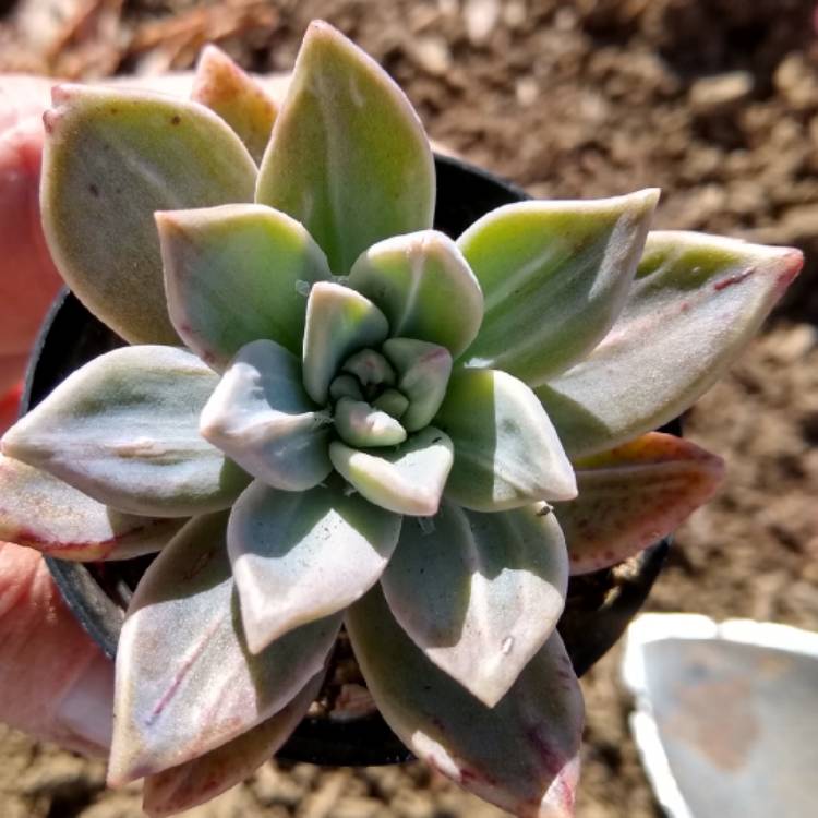 plant image 998069