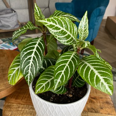 Aphelandra Zebra