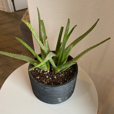 Aloe Vera