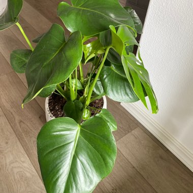 Swiss Cheese Plant 'Borsigiana'
