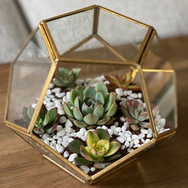 Nichole's garden