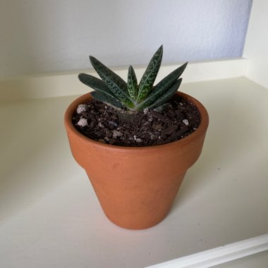 Gasteria 'Little Warty'