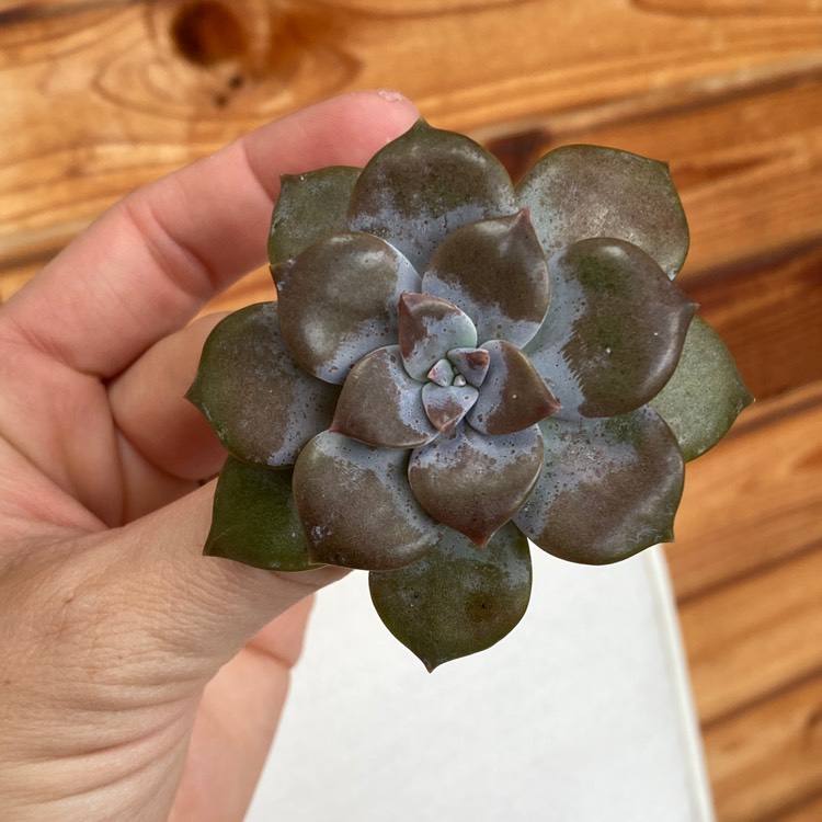 plant image 1324138