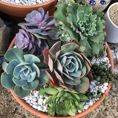 Maggie's garden