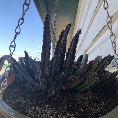 Maggie's garden
