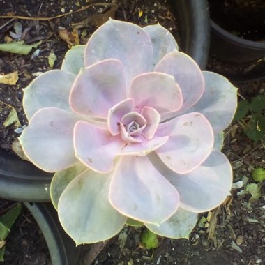 Echeveria 'Perle Von Nurnberg'