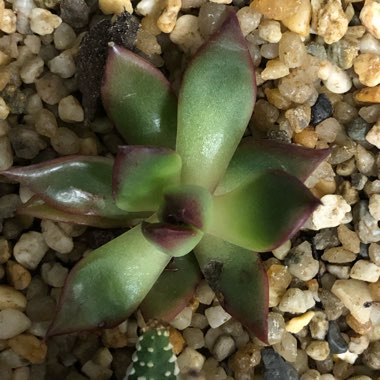 Echeveria 'Agavoides Frank Reinelt'
