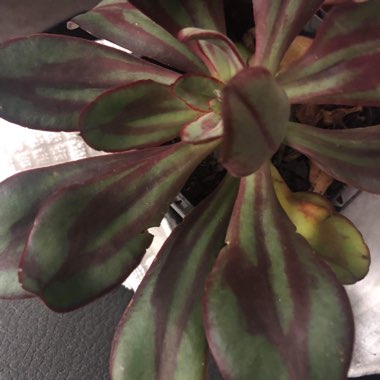 Echeveria 'Nodulosa'