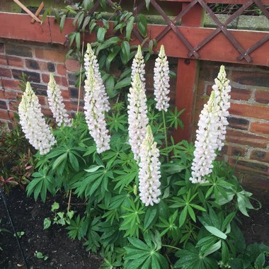 Lupin