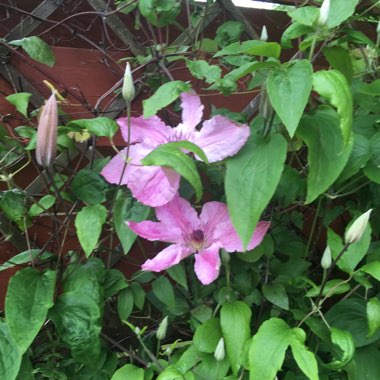 Clematis 'Andromeda'