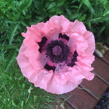 Oriental Poppy