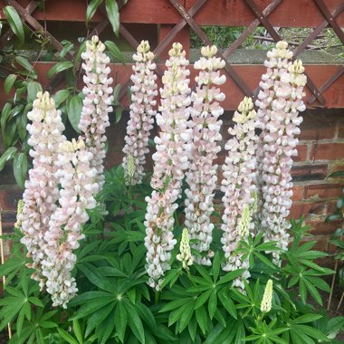 Lupin