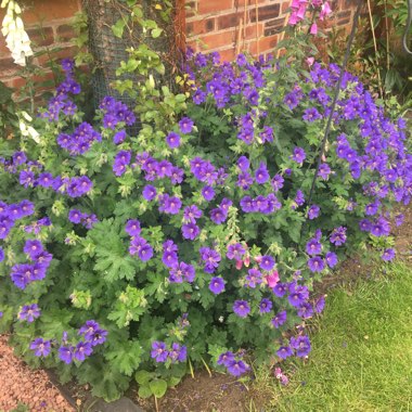 Cranesbill (Geranium)