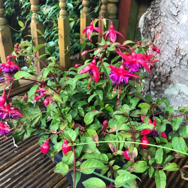 Michelle's garden