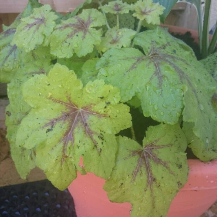 Plant image Heuchera 'Stoplight'