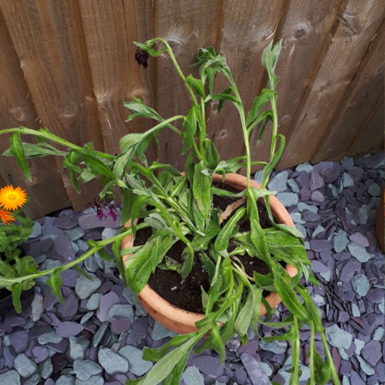 plant image 430274