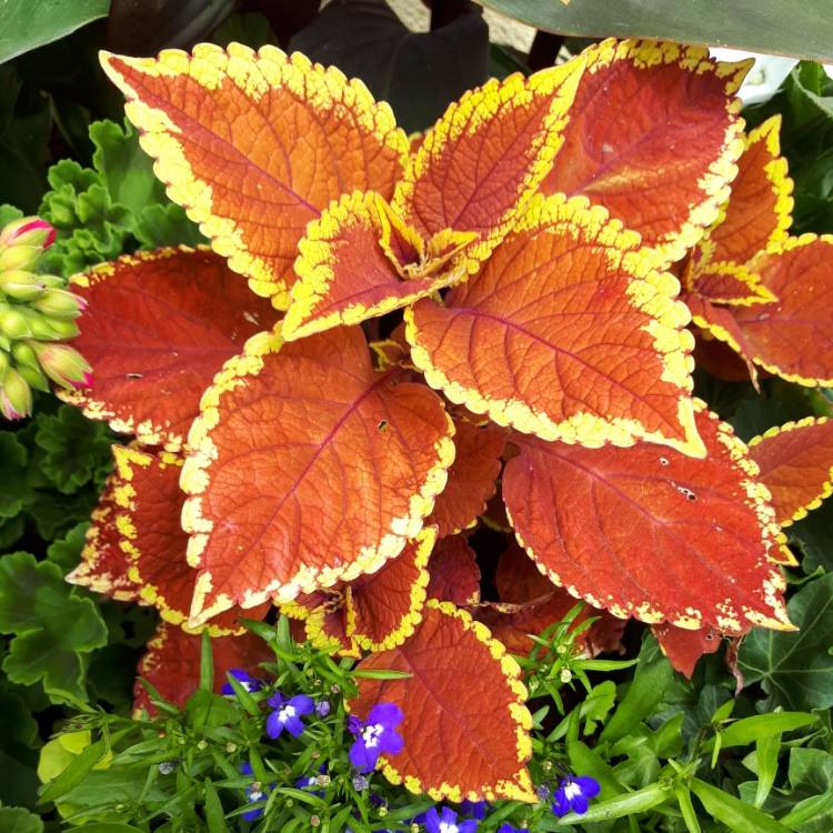 plant image 746484