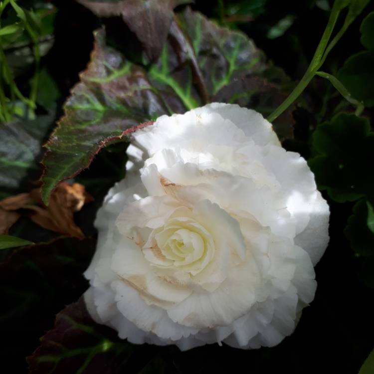 plant image 746498
