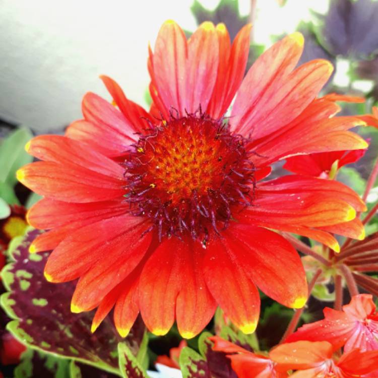 Plant image Gaillardia x grandiflora 'Arizona Red Shades' syn. Gaillardia 'Arizona Red Shades'