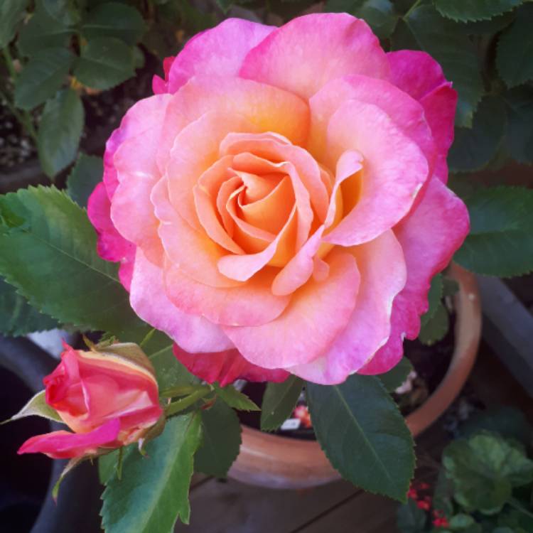 Plant image Rosa 'Inspiration' (W.I. Centenary Rose)