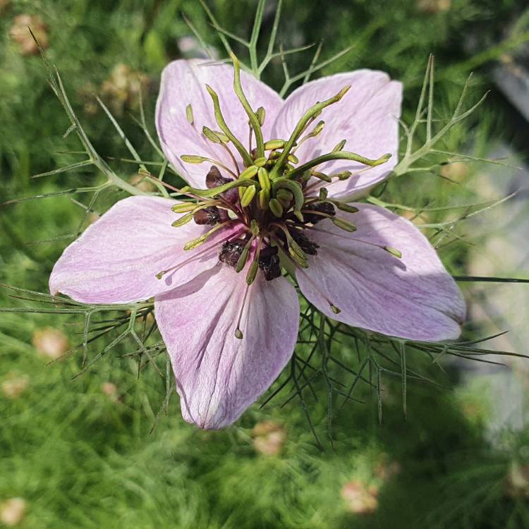 Plant image Nigella damascena 'Persian Jewels'