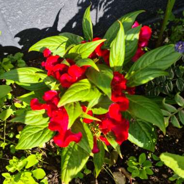 Lou's garden
