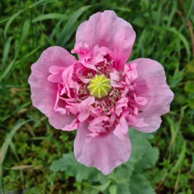 Oriental Poppy 'Princess Victoria Louise'