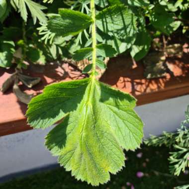 Lou's garden