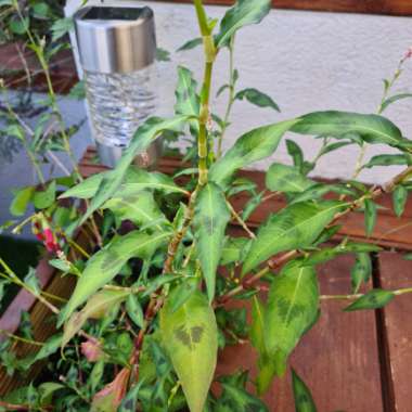 Lou's garden