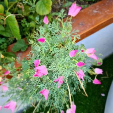 Lou's garden