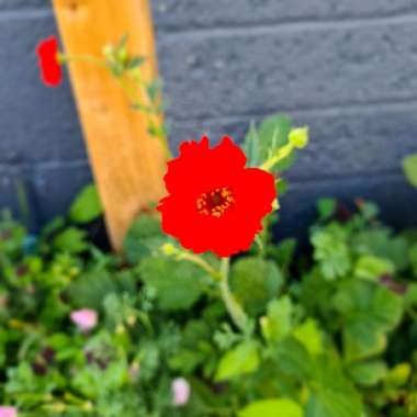 Lou's garden