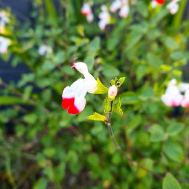 Sage 'Hot Lips'