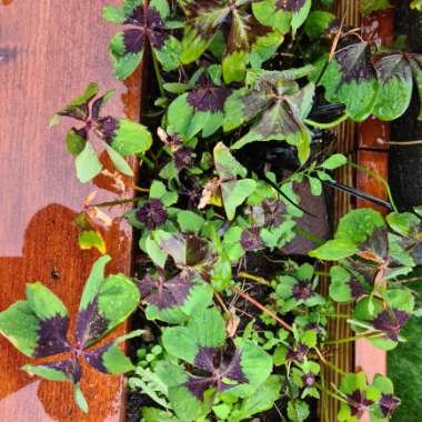 Lou's garden